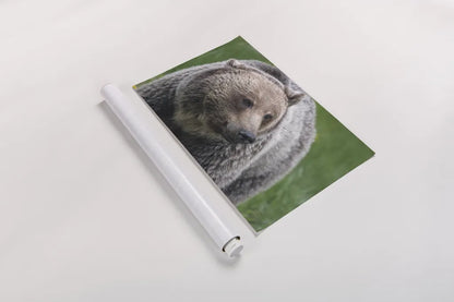 British Columbia Grizzly by Nathan Larson. shown as a rolled paper print. Available as archival giclee rolled canvas, fine art paper, or poster print. SKU 92564i.