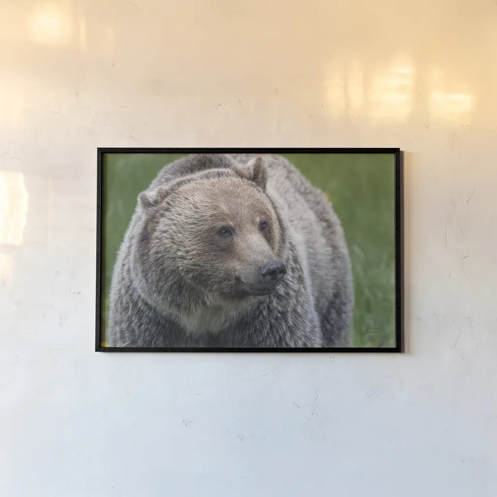 British Columbia Grizzly by Nathan Larson. shown as a paper print in a black flame. Available as a archival giclee rolled canvas, fine art paper, or poster print. SKU 92564i.