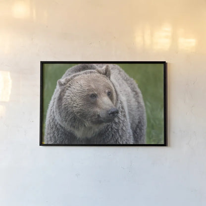 British Columbia Grizzly by Nathan Larson. shown as a paper print in a black flame. Available as a archival giclee rolled canvas, fine art paper, or poster print. SKU 92564i.