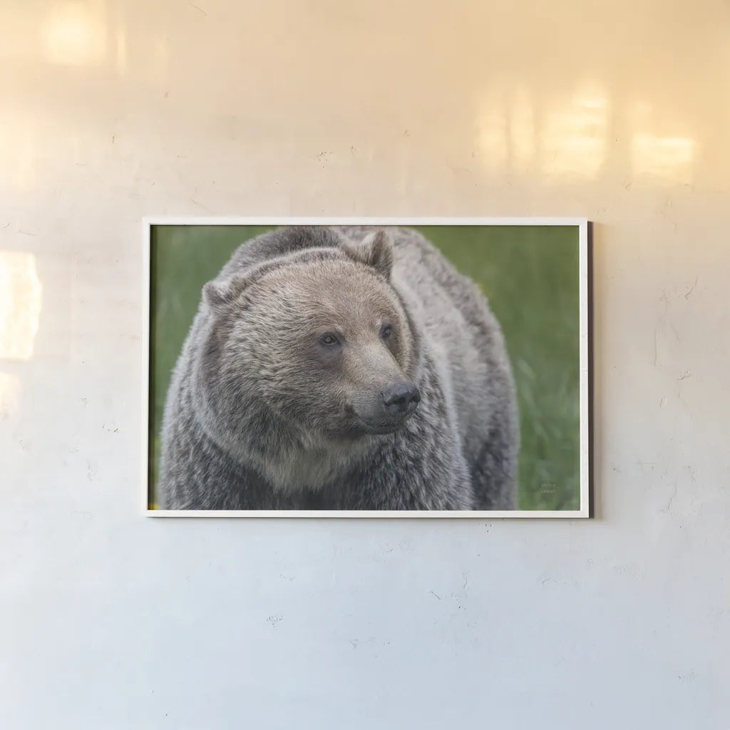 British Columbia Grizzly by Nathan Larson. shown as a paper print in a white frame. Available as a archival giclee rolled canvas, fine art paper, or poster print. SKU 92564i.