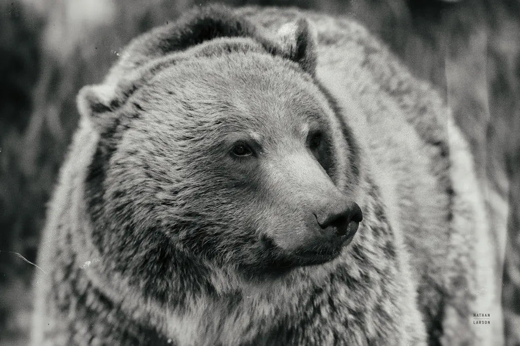 British Columbia Grizzly BW by Nathan Larson. SKU 92565i. Archival Giclee Fine art print for wall decor.
