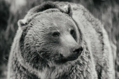 British Columbia Grizzly BW by Nathan Larson. SKU 92565i. Archival Giclee Fine art print for wall decor.