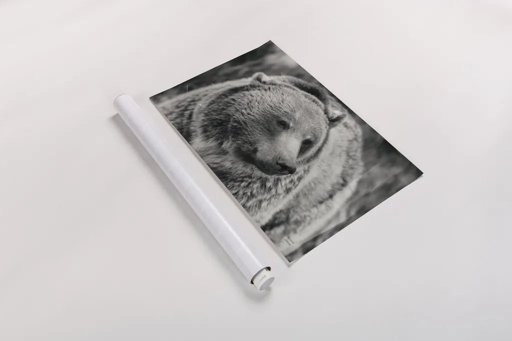 British Columbia Grizzly BW by Nathan Larson. shown as a rolled paper print. Available as archival giclee rolled canvas, fine art paper, or poster print. SKU 92565i.