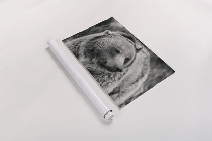 British Columbia Grizzly BW by Nathan Larson. shown as a rolled paper print. Available as archival giclee rolled canvas, fine art paper, or poster print. SKU 92565i.