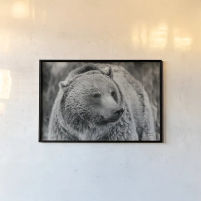 British Columbia Grizzly BW by Nathan Larson. shown as a paper print in a black flame. Available as a archival giclee rolled canvas, fine art paper, or poster print. SKU 92565i.