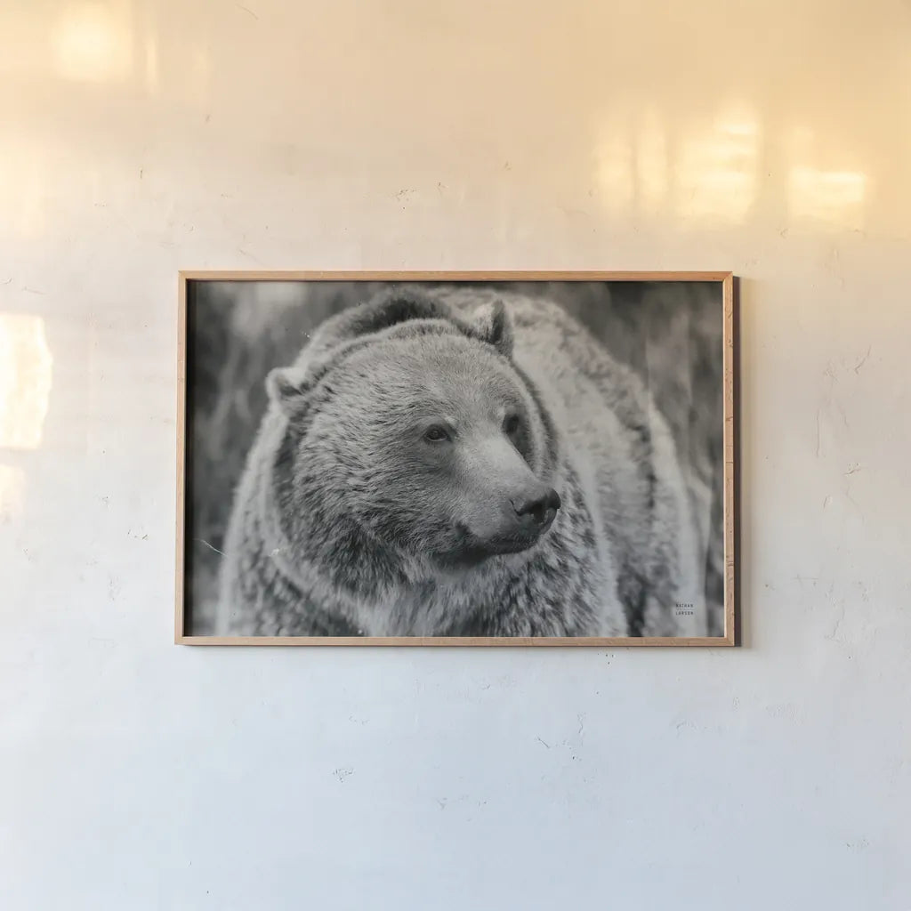 British Columbia Grizzly BW by Nathan Larson. shown as a paper print in a natural frame. Available as a archival giclee rolled canvas, fine art paper, or poster print. SKU 92565i.