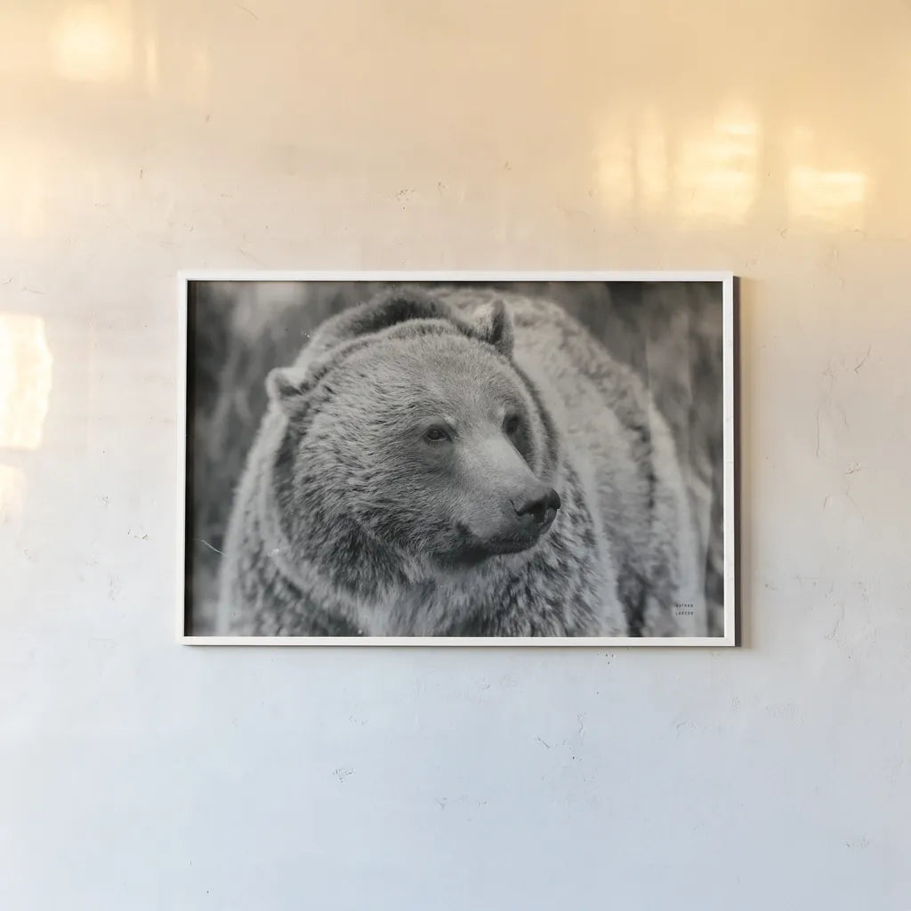 British Columbia Grizzly BW by Nathan Larson. shown as a paper print in a white frame. Available as a archival giclee rolled canvas, fine art paper, or poster print. SKU 92565i.
