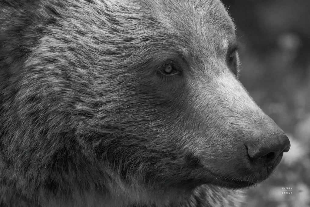 British Columbia Grizzly Portrait by Nathan Larson. SKU 92561i. Archival Giclee Fine art print for wall decor.