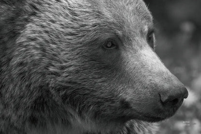 British Columbia Grizzly Portrait by Nathan Larson. SKU 92561i. Archival Giclee Fine art print for wall decor.