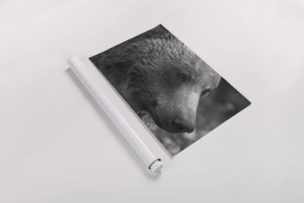 British Columbia Grizzly Portrait by Nathan Larson. shown as a rolled paper print. Available as archival giclee rolled canvas, fine art paper, or poster print. SKU 92561i.