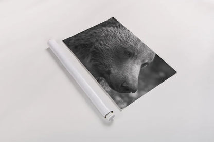 British Columbia Grizzly Portrait by Nathan Larson. shown as a rolled paper print. Available as archival giclee rolled canvas, fine art paper, or poster print. SKU 92561i.