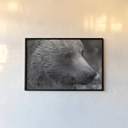 British Columbia Grizzly Portrait by Nathan Larson. shown as a paper print in a black flame. Available as a archival giclee rolled canvas, fine art paper, or poster print. SKU 92561i.