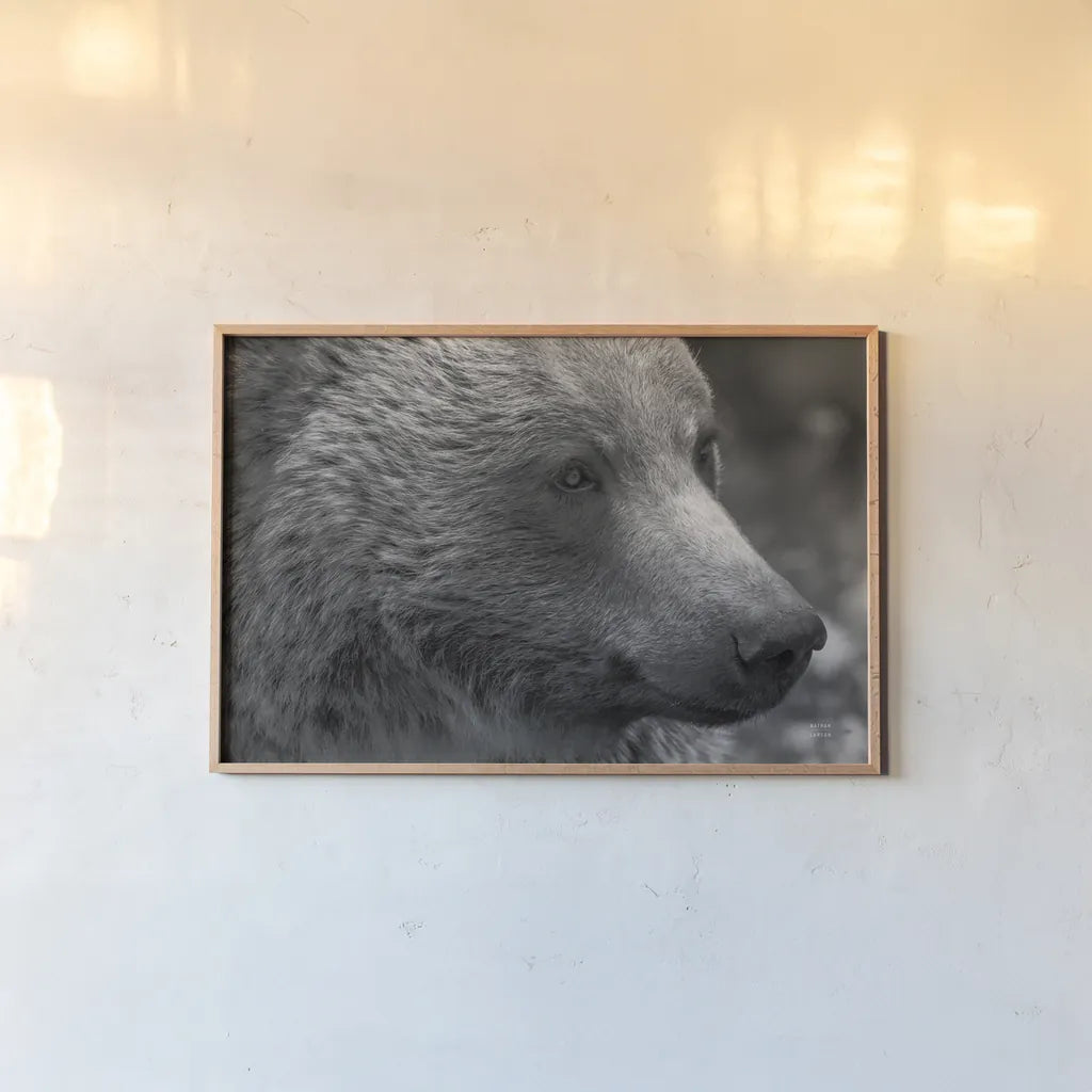 British Columbia Grizzly Portrait by Nathan Larson. shown as a paper print in a natural frame. Available as a archival giclee rolled canvas, fine art paper, or poster print. SKU 92561i.