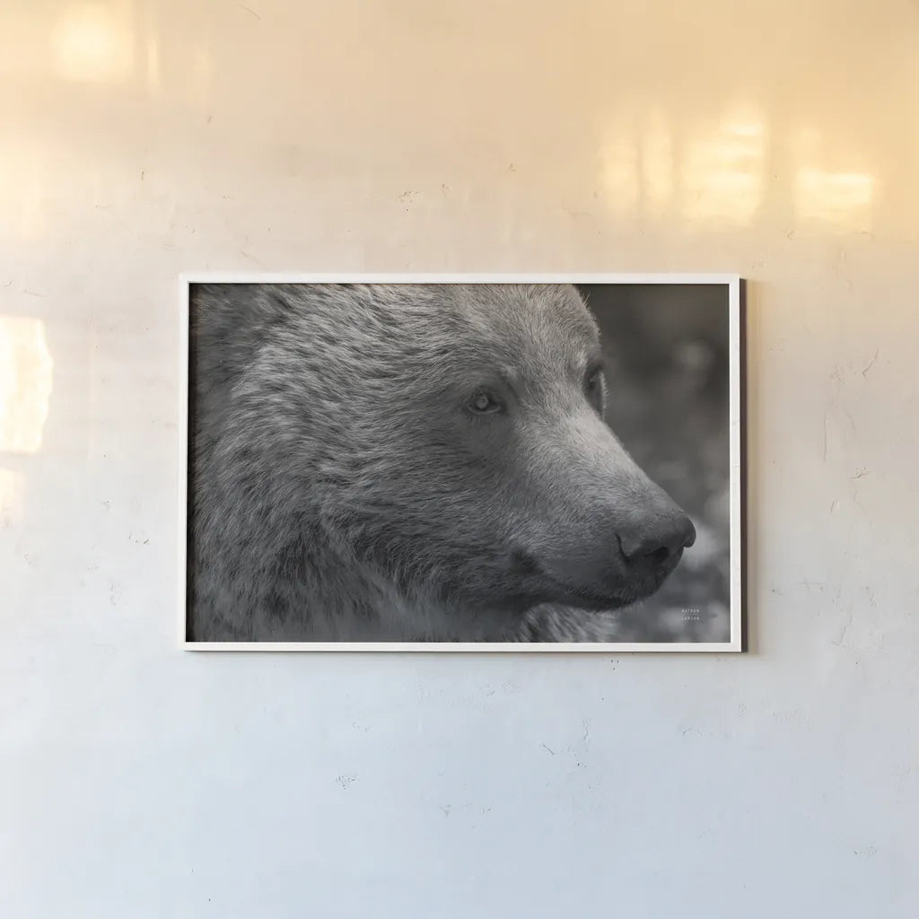 British Columbia Grizzly Portrait by Nathan Larson. shown as a paper print in a white frame. Available as a archival giclee rolled canvas, fine art paper, or poster print. SKU 92561i.