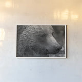 British Columbia Grizzly Portrait by Nathan Larson. shown as a paper print in a white frame. Available as a archival giclee rolled canvas, fine art paper, or poster print. SKU 92561i.
