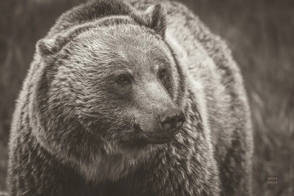 British Columbia Grizzly Sepia by Nathan Larson. SKU 92566i. Archival Giclee Fine art print for wall decor.