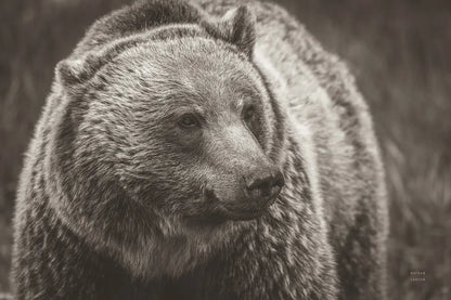 British Columbia Grizzly Sepia by Nathan Larson. SKU 92566i. Archival Giclee Fine art print for wall decor.