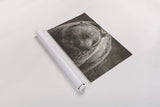 British Columbia Grizzly Sepia by Nathan Larson. shown as a rolled paper print. Available as archival giclee rolled canvas, fine art paper, or poster print. SKU 92566i.