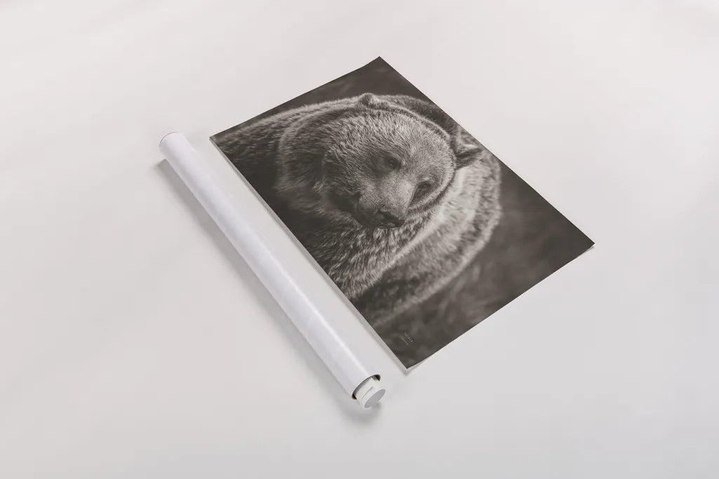 British Columbia Grizzly Sepia by Nathan Larson. shown as a rolled paper print. Available as archival giclee rolled canvas, fine art paper, or poster print. SKU 92566i.