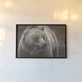 British Columbia Grizzly Sepia by Nathan Larson. shown as a paper print in a black flame. Available as a archival giclee rolled canvas, fine art paper, or poster print. SKU 92566i.