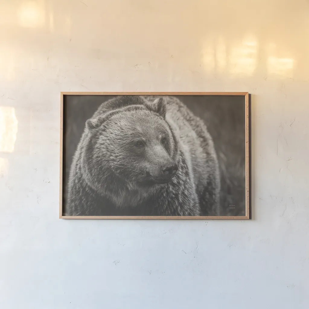 British Columbia Grizzly Sepia by Nathan Larson. shown as a paper print in a natural frame. Available as a archival giclee rolled canvas, fine art paper, or poster print. SKU 92566i.