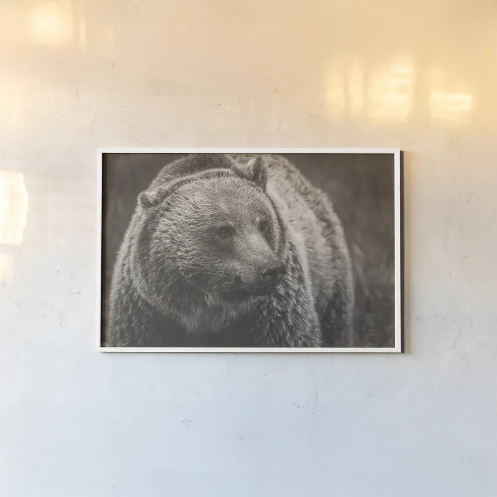 British Columbia Grizzly Sepia by Nathan Larson. shown as a paper print in a white frame. Available as a archival giclee rolled canvas, fine art paper, or poster print. SKU 92566i.