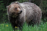 British Columbia Grizzly in a Field by Nathan Larson. SKU 92562i. Archival Giclee Fine art print for wall decor.