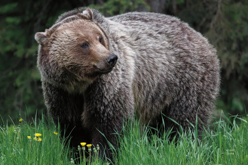 British Columbia Grizzly in a Field by Nathan Larson. SKU 92562i. Archival Giclee Fine art print for wall decor.