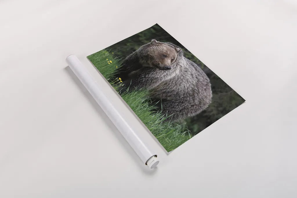 British Columbia Grizzly in a Field by Nathan Larson. shown as a rolled paper print. Available as archival giclee rolled canvas, fine art paper, or poster print. SKU 92562i.
