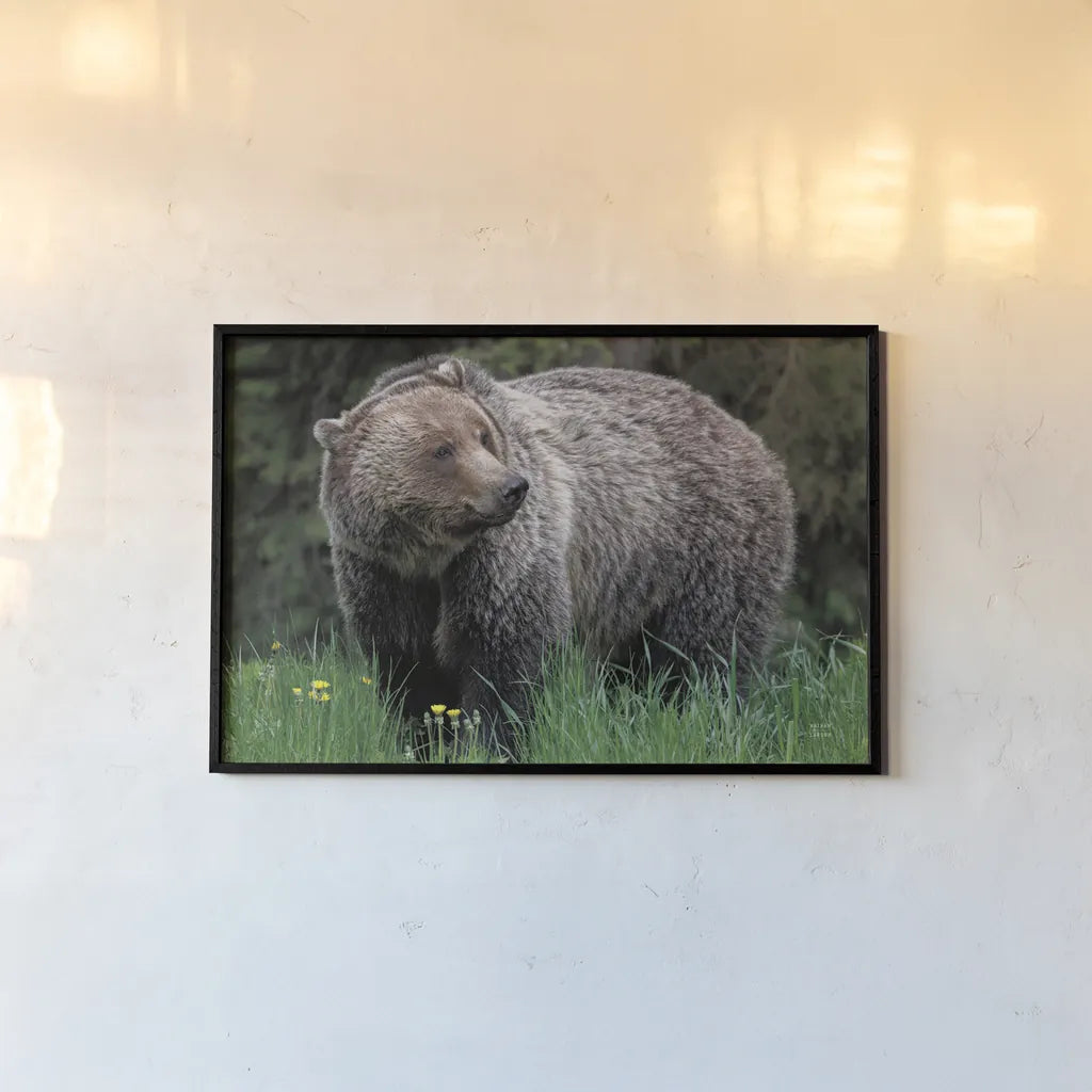 British Columbia Grizzly in a Field by Nathan Larson. shown as a paper print in a black flame. Available as a archival giclee rolled canvas, fine art paper, or poster print. SKU 92562i.