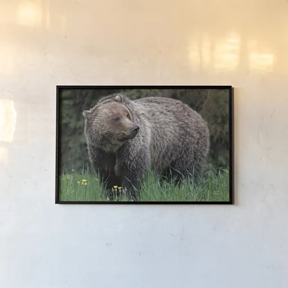 British Columbia Grizzly in a Field by Nathan Larson. shown as a paper print in a black flame. Available as a archival giclee rolled canvas, fine art paper, or poster print. SKU 92562i.