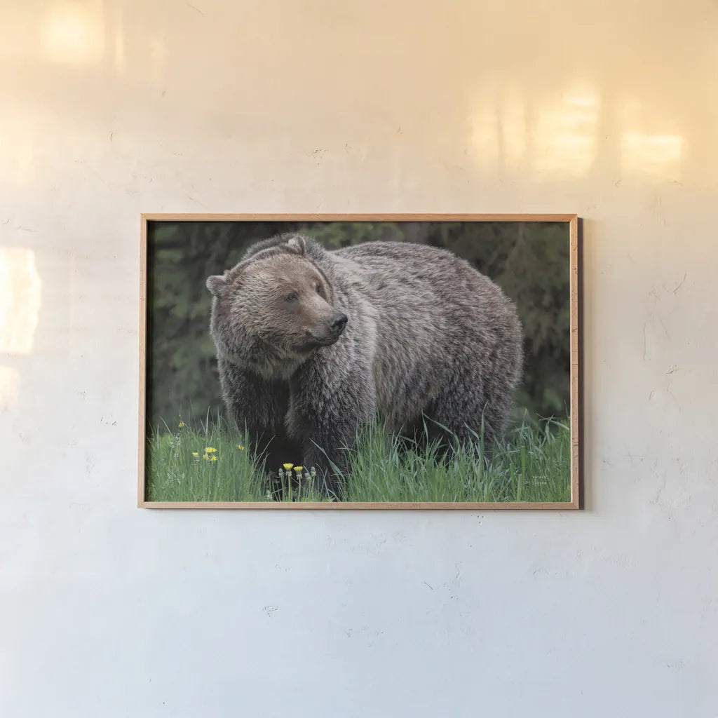 British Columbia Grizzly in a Field by Nathan Larson. shown as a paper print in a natural frame. Available as a archival giclee rolled canvas, fine art paper, or poster print. SKU 92562i.