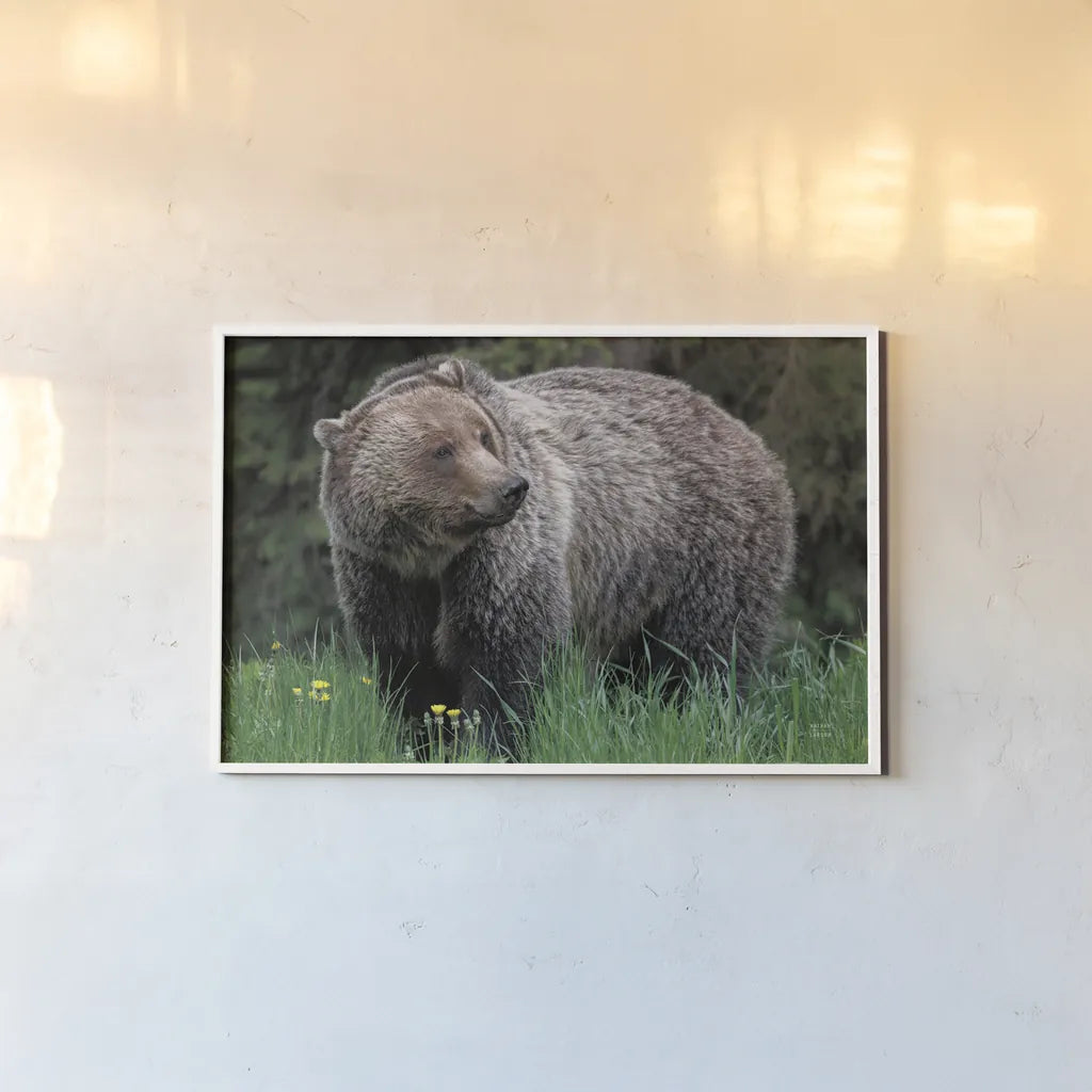British Columbia Grizzly in a Field by Nathan Larson. shown as a paper print in a white frame. Available as a archival giclee rolled canvas, fine art paper, or poster print. SKU 92562i.