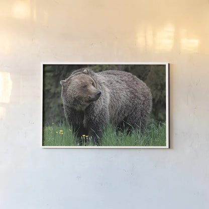 British Columbia Grizzly in a Field by Nathan Larson. shown as a paper print in a white frame. Available as a archival giclee rolled canvas, fine art paper, or poster print. SKU 92562i.