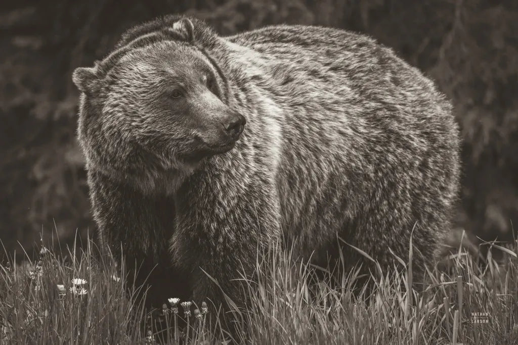 British Columbia Grizzly in a Field BW by Nathan Larson. SKU 92563i. Archival Giclee Fine art print for wall decor.