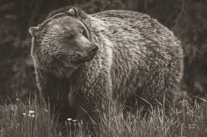 British Columbia Grizzly in a Field BW by Nathan Larson. SKU 92563i. Archival Giclee Fine art print for wall decor.