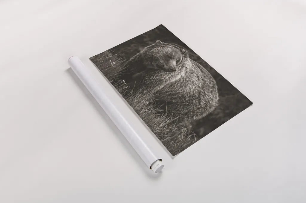 British Columbia Grizzly in a Field BW by Nathan Larson. shown as a rolled paper print. Available as archival giclee rolled canvas, fine art paper, or poster print. SKU 92563i.