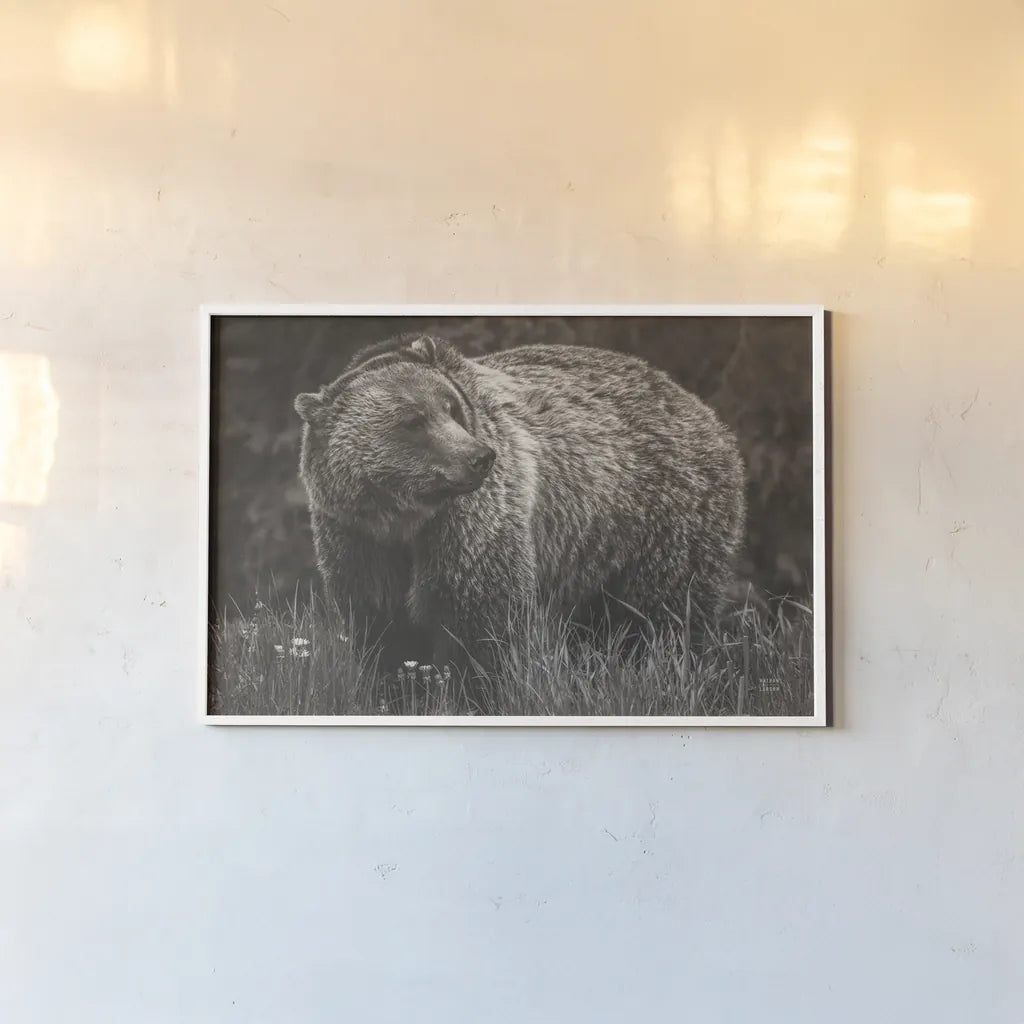 British Columbia Grizzly in a Field BW by Nathan Larson. shown as a paper print in a white frame. Available as a archival giclee rolled canvas, fine art paper, or poster print. SKU 92563i.