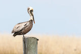 Brown Pelican by Nathan Larson. SKU 104265i. Archival Giclee Fine art print for wall decor.