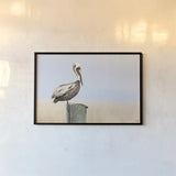 Brown Pelican by Nathan Larson. shown as a paper print in a black flame. Available as a archival giclee rolled canvas, fine art paper, or poster print. SKU 104265i.