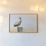 Brown Pelican by Nathan Larson. shown as a paper print in a natural frame. Available as a archival giclee rolled canvas, fine art paper, or poster print. SKU 104265i.