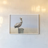 Brown Pelican by Nathan Larson. shown as a paper print in a white frame. Available as a archival giclee rolled canvas, fine art paper, or poster print. SKU 104265i.