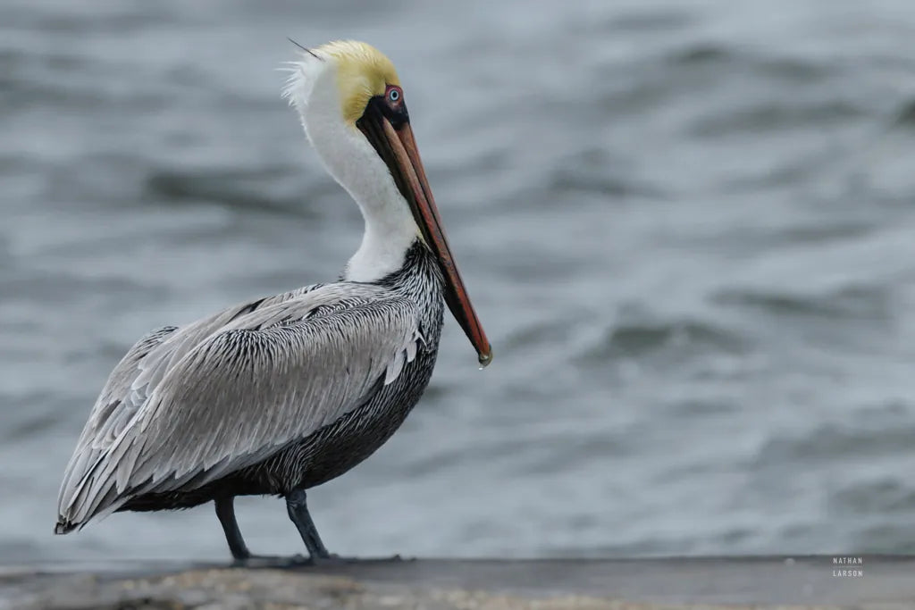 Brown Pelican by Nathan Larson. SKU 97883i. Archival Giclee Fine art print for wall decor.