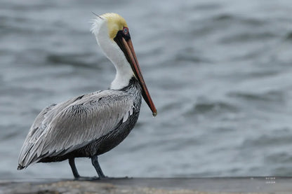 Brown Pelican by Nathan Larson. SKU 97883i. Archival Giclee Fine art print for wall decor.
