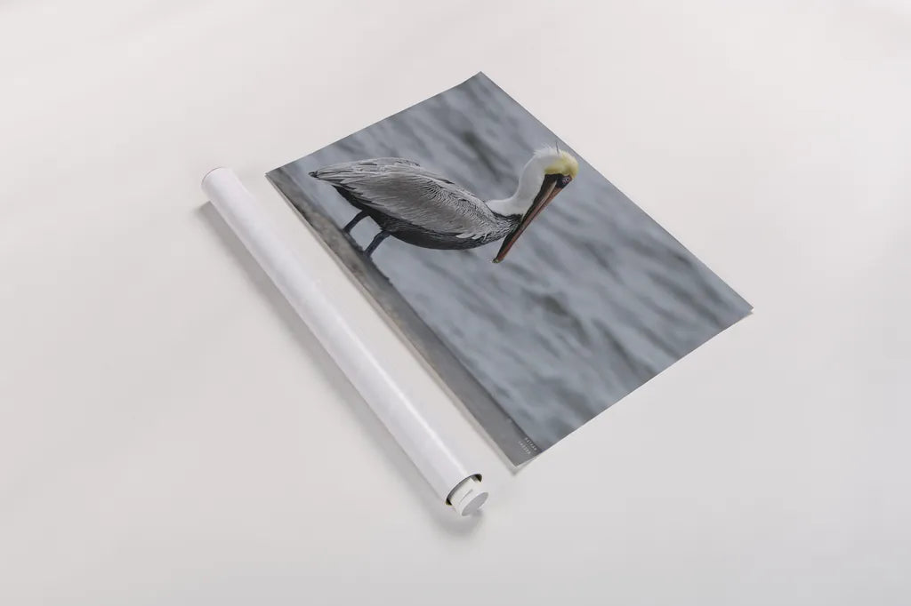 Brown Pelican by Nathan Larson. shown as a rolled paper print. Available as archival giclee rolled canvas, fine art paper, or poster print. SKU 97883i.