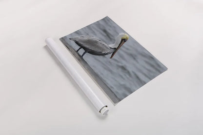Brown Pelican by Nathan Larson. shown as a rolled paper print. Available as archival giclee rolled canvas, fine art paper, or poster print. SKU 97883i.
