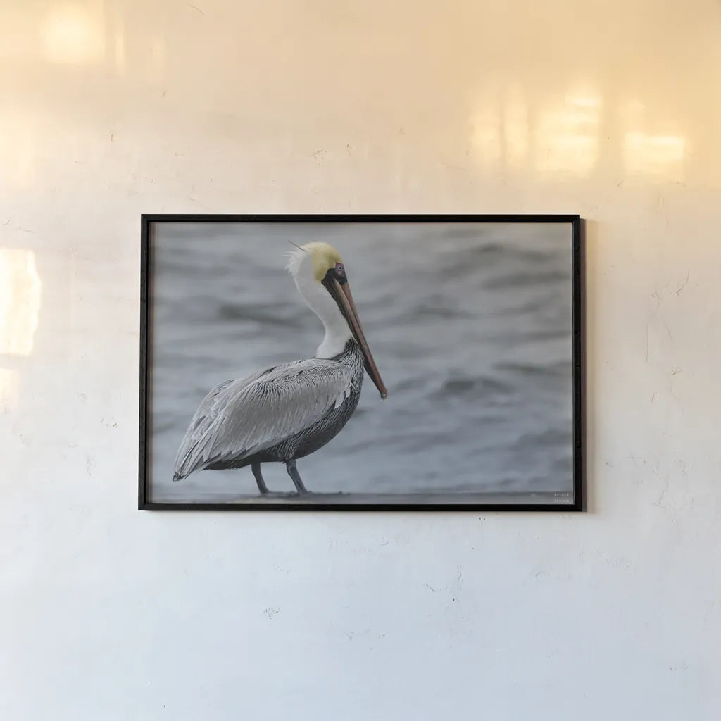 Brown Pelican by Nathan Larson. shown as a paper print in a black flame. Available as a archival giclee rolled canvas, fine art paper, or poster print. SKU 97883i.