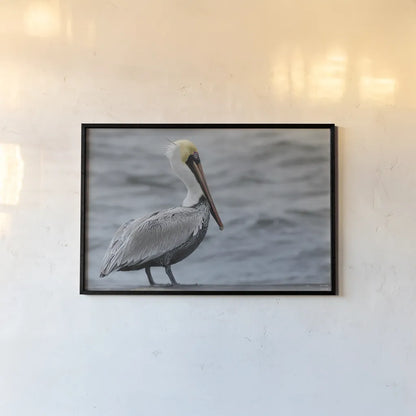 Brown Pelican by Nathan Larson. shown as a paper print in a black flame. Available as a archival giclee rolled canvas, fine art paper, or poster print. SKU 97883i.