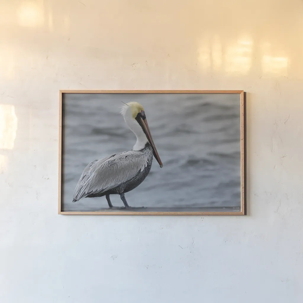 Brown Pelican by Nathan Larson. shown as a paper print in a natural frame. Available as a archival giclee rolled canvas, fine art paper, or poster print. SKU 97883i.