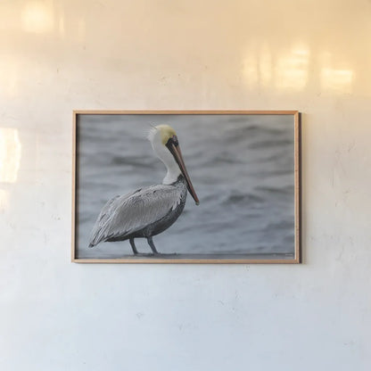 Brown Pelican by Nathan Larson. shown as a paper print in a natural frame. Available as a archival giclee rolled canvas, fine art paper, or poster print. SKU 97883i.